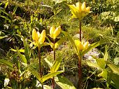 7° Genziana Gialla